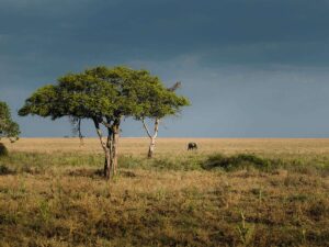 an elephant standing under a tree in the middle of a field